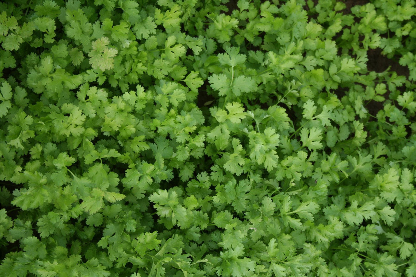 Herb Coriander Calypso Seeds