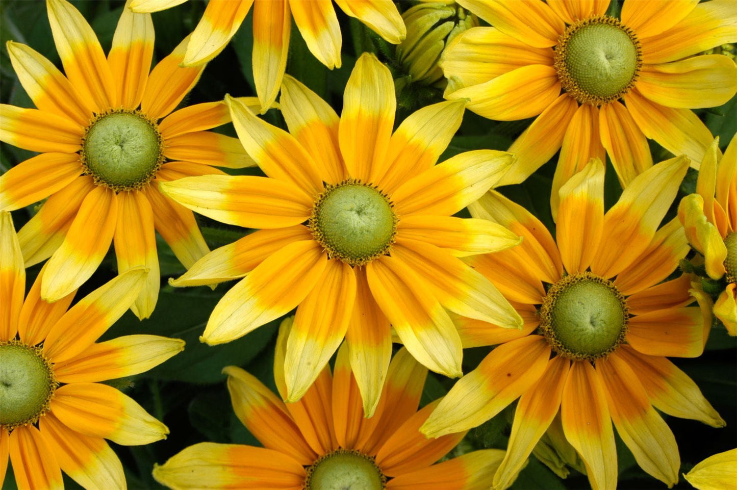 Rudbeckia Prairie Sun Seeds