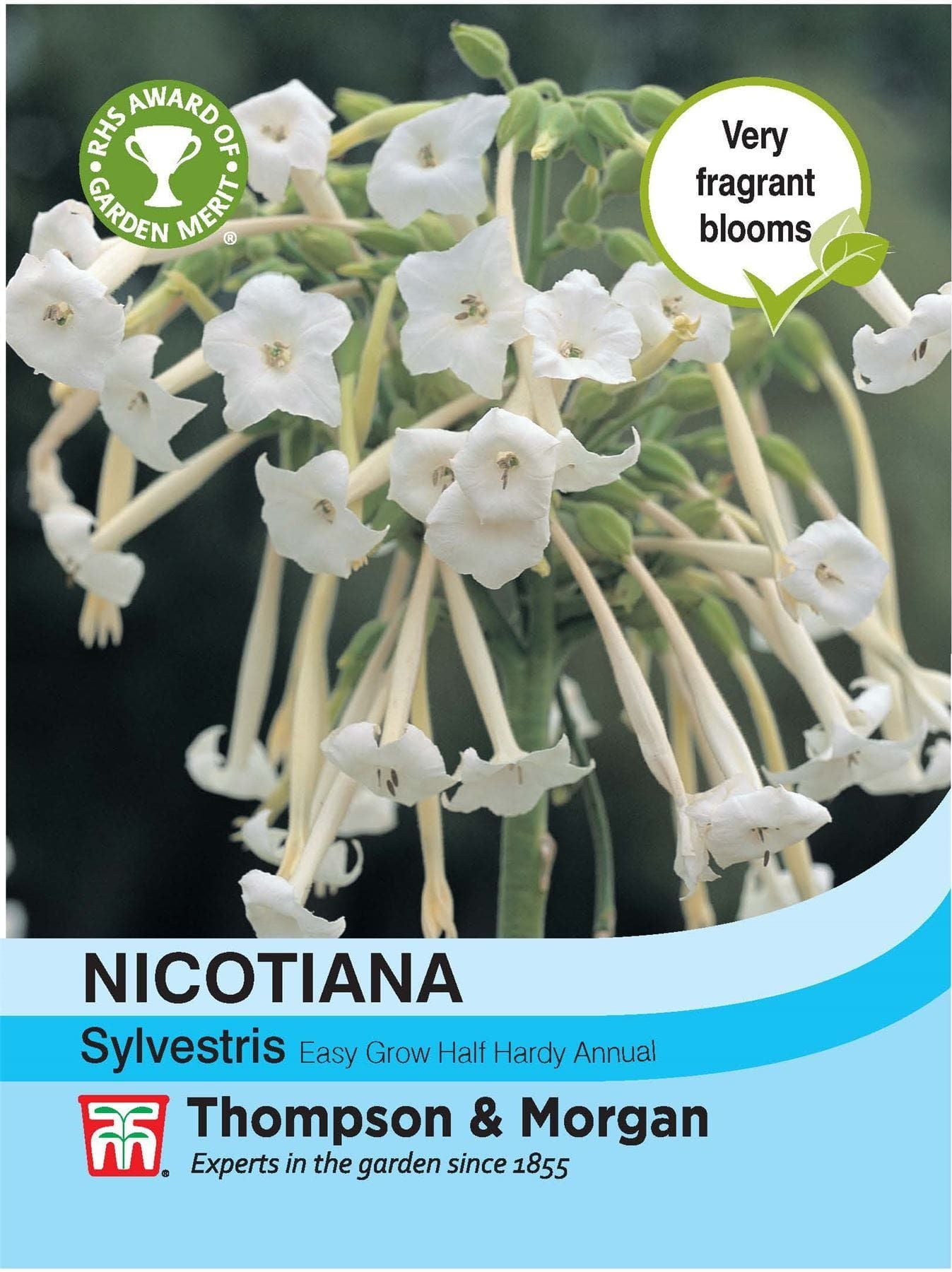 Thompson & Morgan Nicotiana sylvestris 2000 Seed