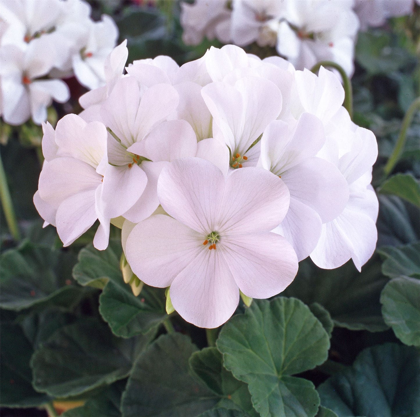 Geranium Horizon F1 Hybrid White Seeds