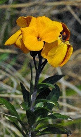 Wild Flower Wild Wallflower Erysimum cheiri Seeds