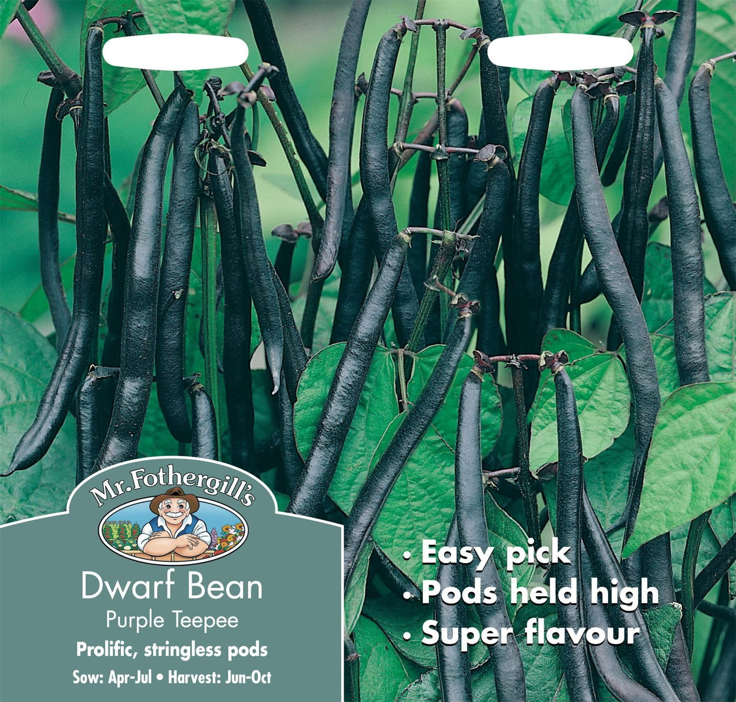 Mr Fothergills Dwarf Bean Purple Teepee 120 Seeds