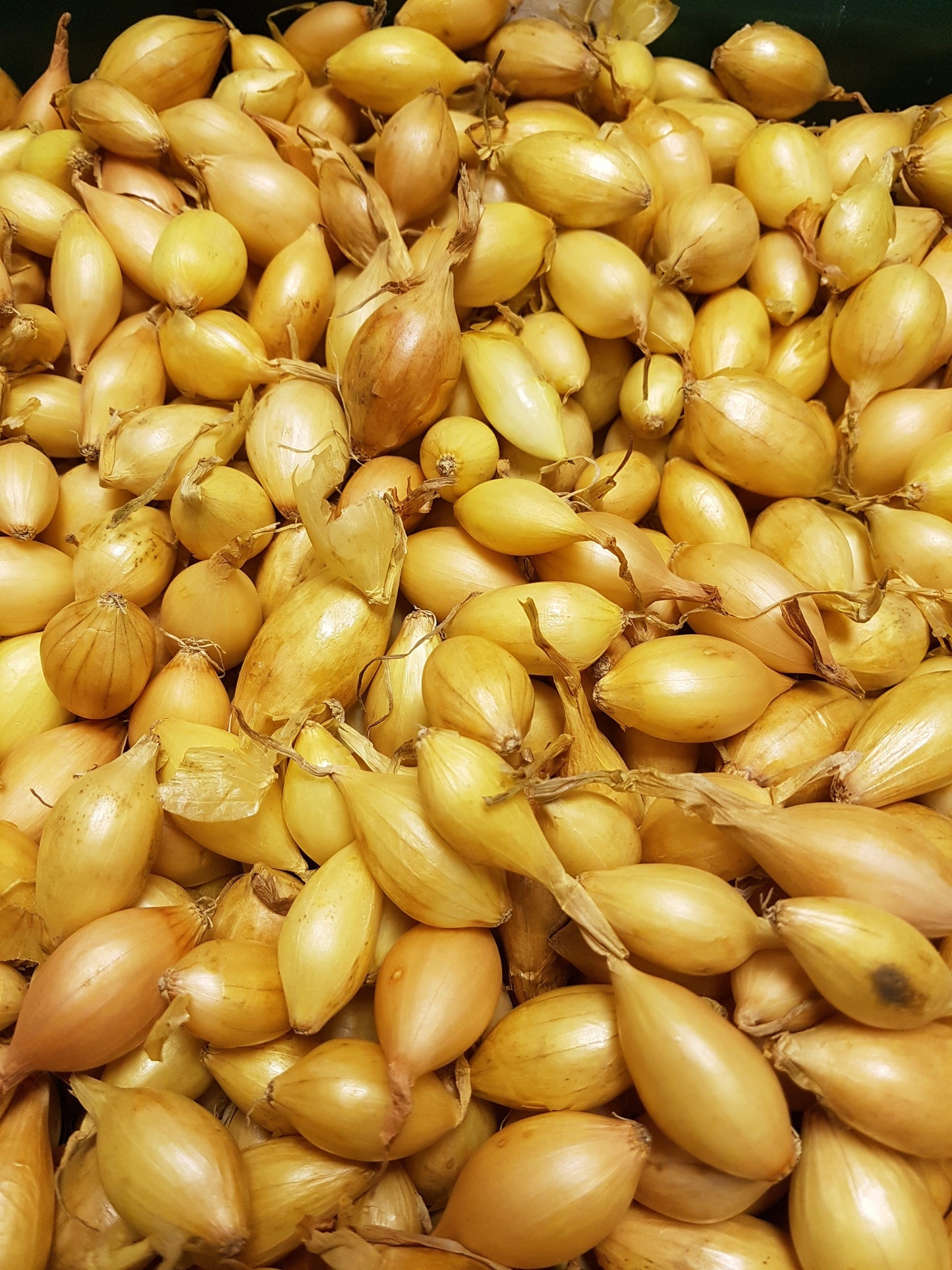 Japanese Autumn Onion Sets Senshyu