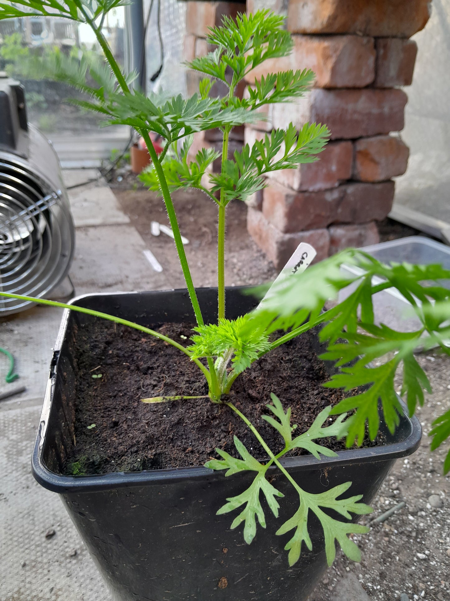 Carrot Mixed Colours Seeds