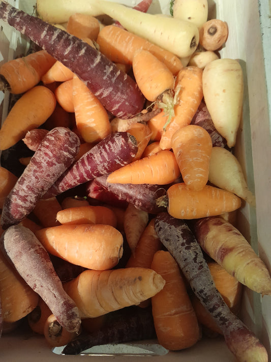 Carrot Mixed Colours Seeds
