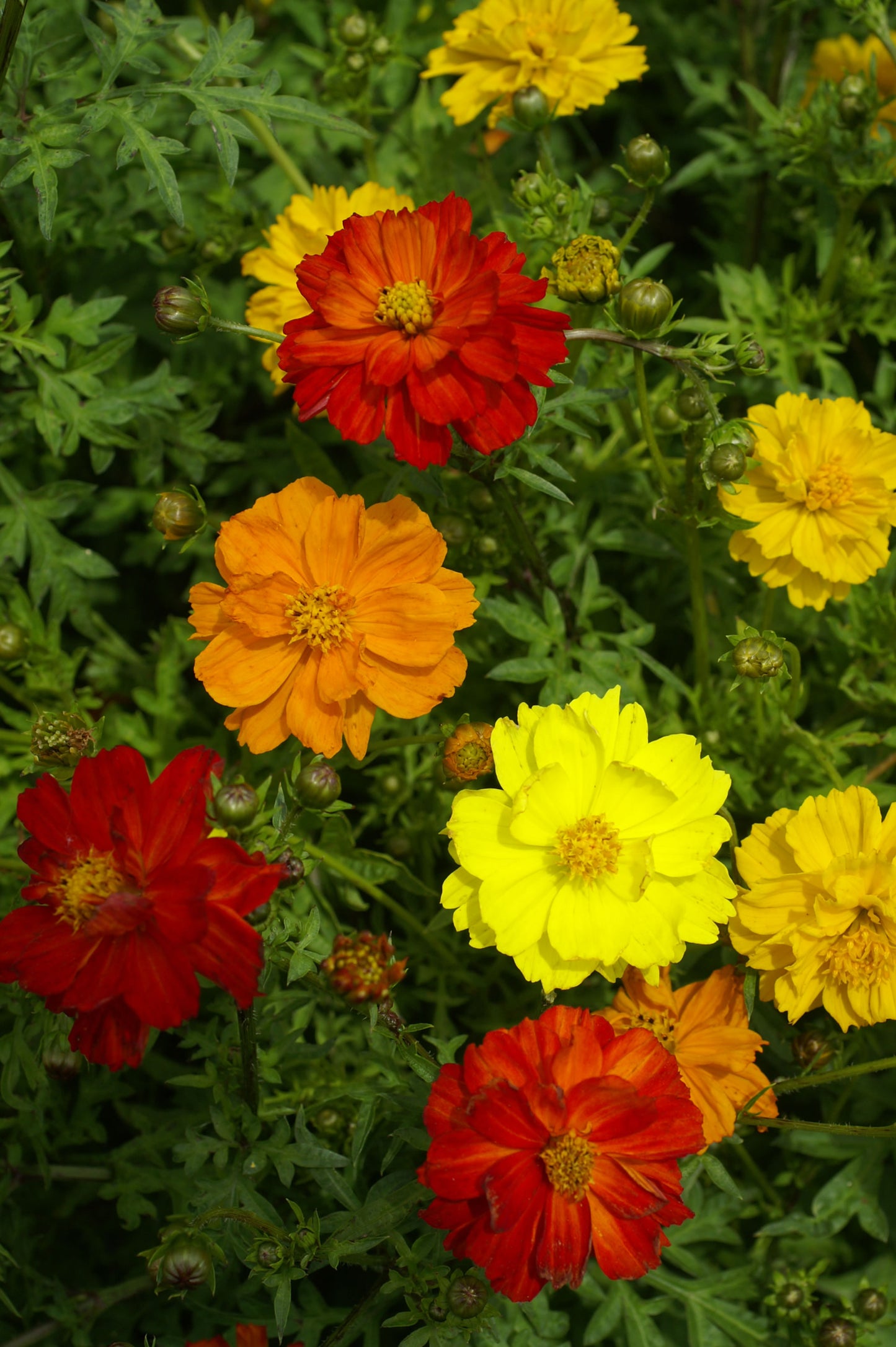 Cosmos Carpet Formula Seeds