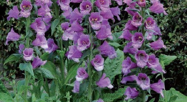 Foxglove Digitalis Dalmatian F1 Hybrid Purple Seeds