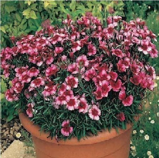 Dianthus Super Parfait Raspberry F1 Hybrid Seeds