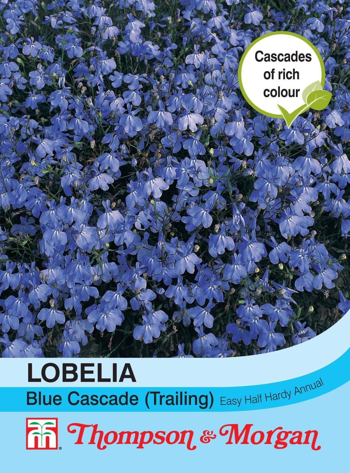 Thompson & Morgan Trailing Lobelia Blue Cascade Seed