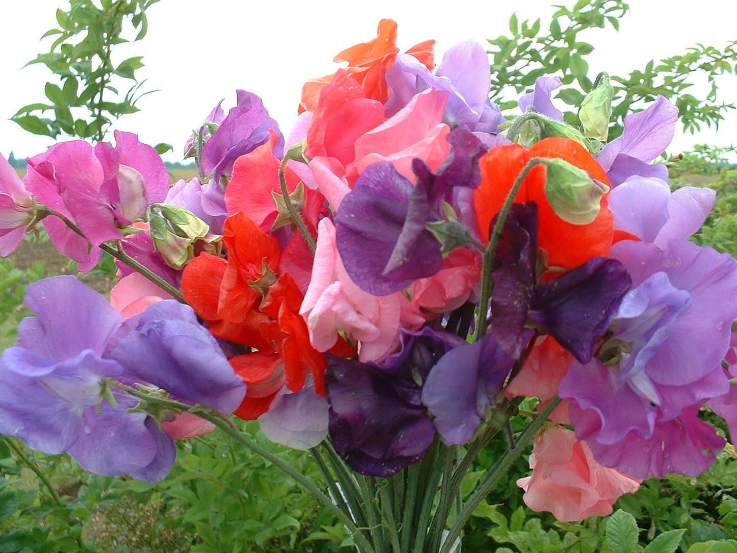 Sweet Pea Bouquet Mixed Seeds