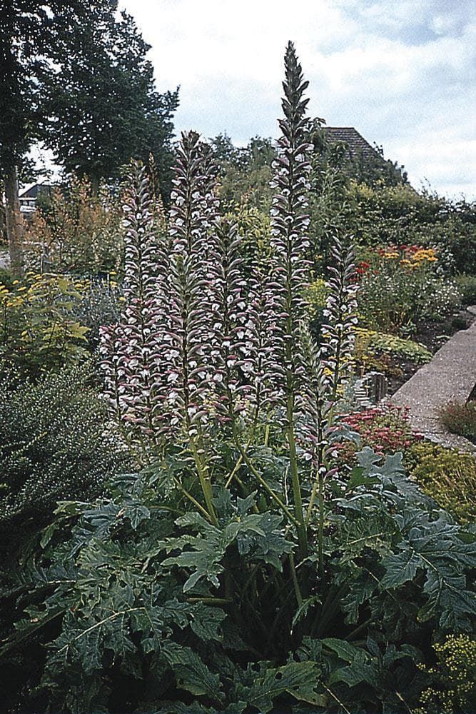Acanthus mollis Bears Breeches Seeds