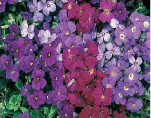 Aubrieta Deltoidea Royal Mixed Seeds