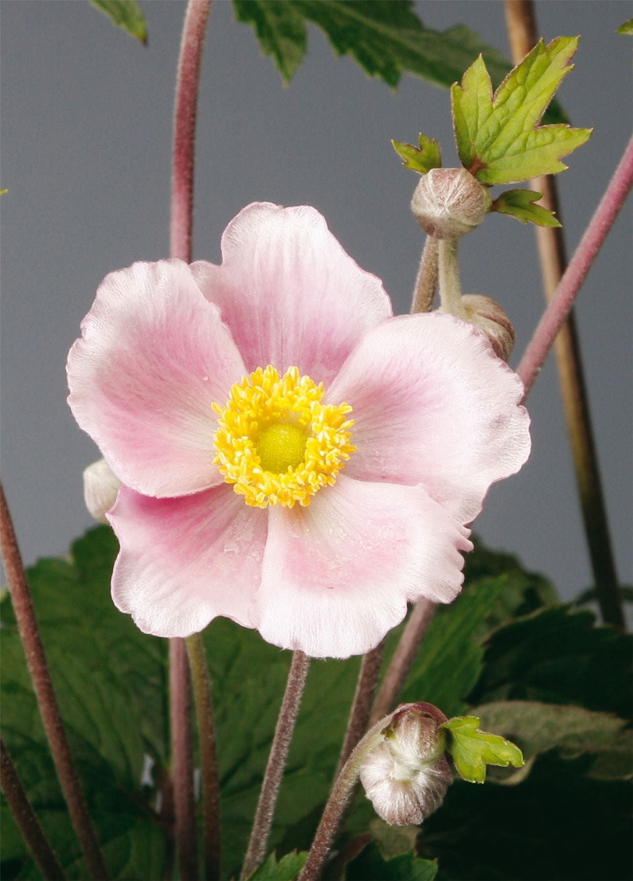 Anemone hupehensis Pink Saucer Seeds