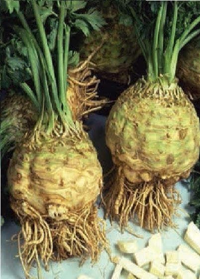 Celeriac Brilliant Seeds