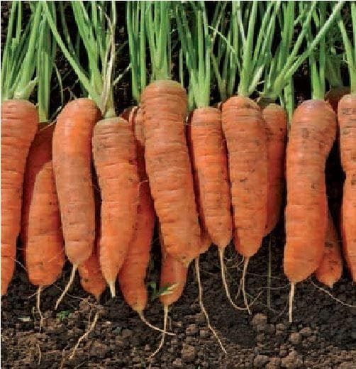 Carrot Resistafly F1 Hybrid Seeds