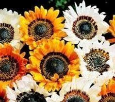 Venidium Zulu Warrior Seeds