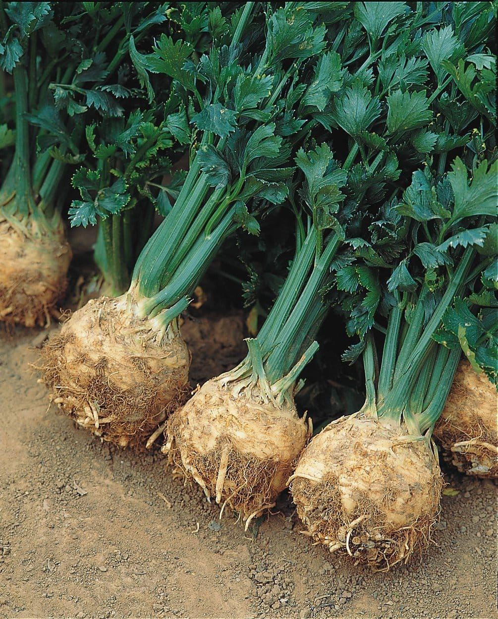 Celeriac Prinz Seeds