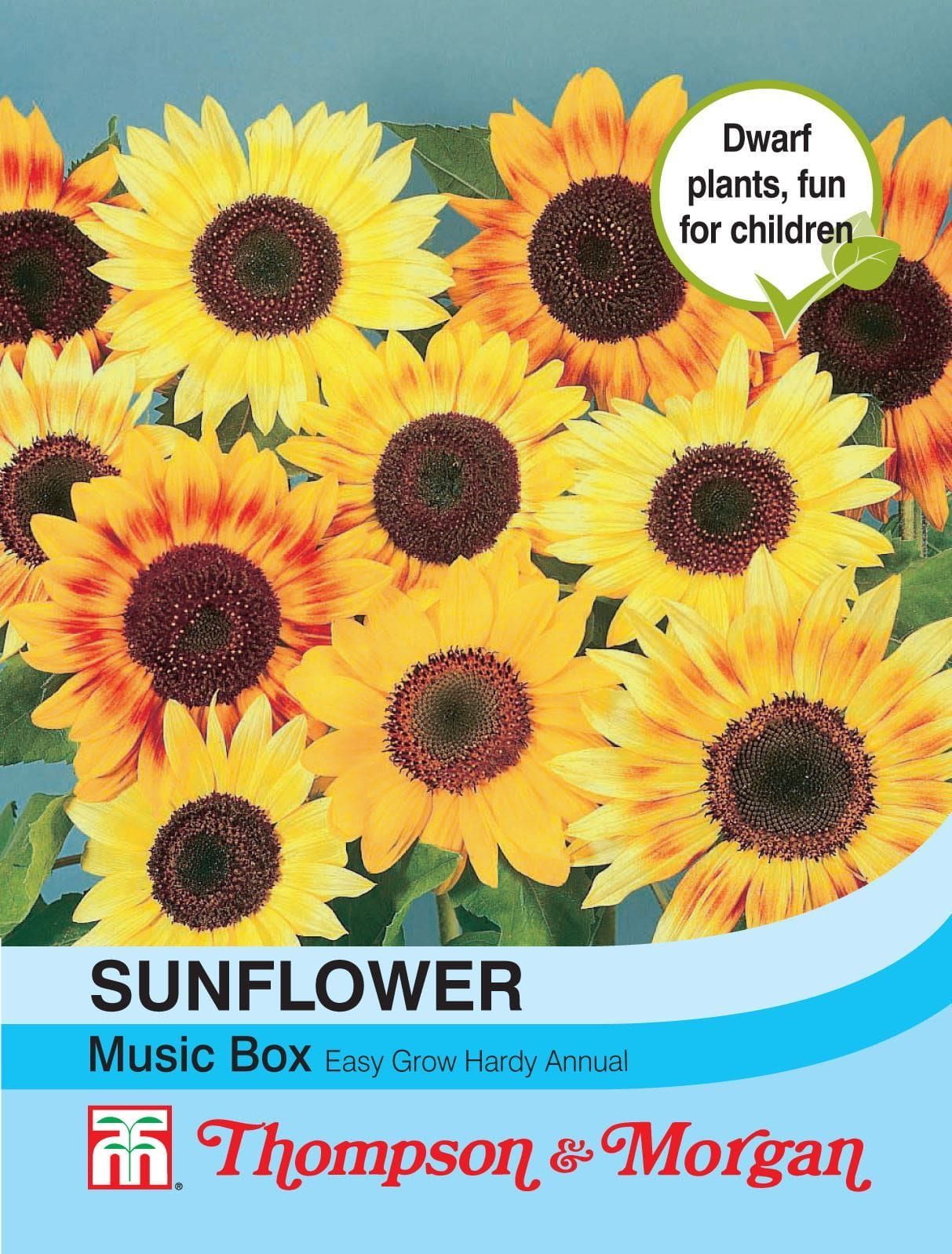 Thompson & Morgan Sunflower Music Box 30 Seed