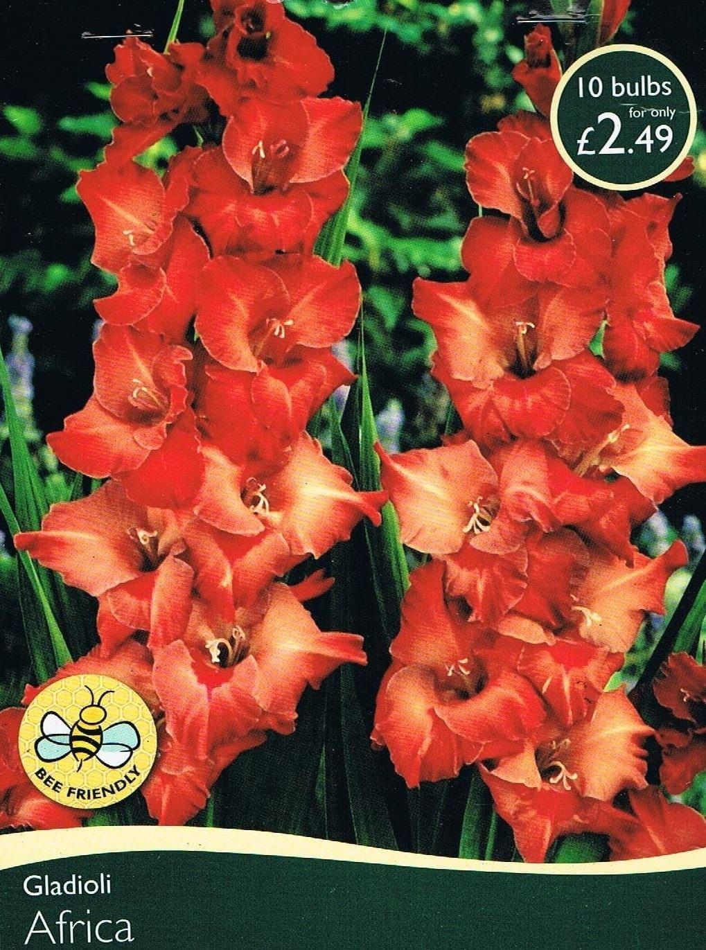 Taylors - Garden Gladioli - Africa - 10 Bulbs