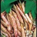 Climbing French Bean Borlotto Lingua di Fuocco Seeds