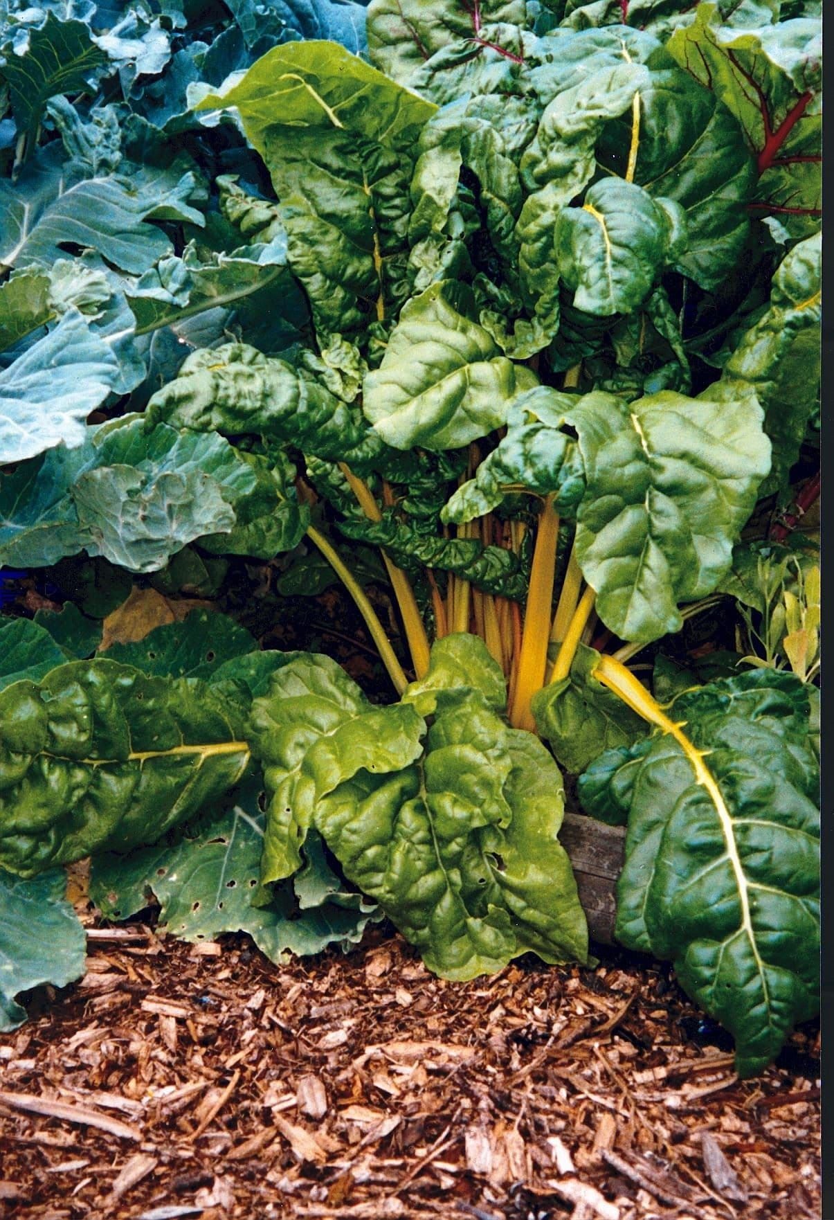 Beet Leaf Swiss Chard Bright Yellow Seeds