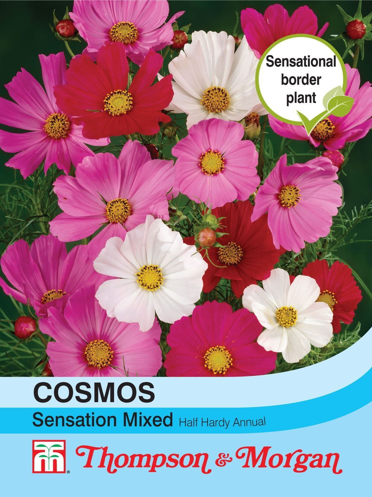 Thompson & Morgan Cosmos Sensation Mixed 150 Seed