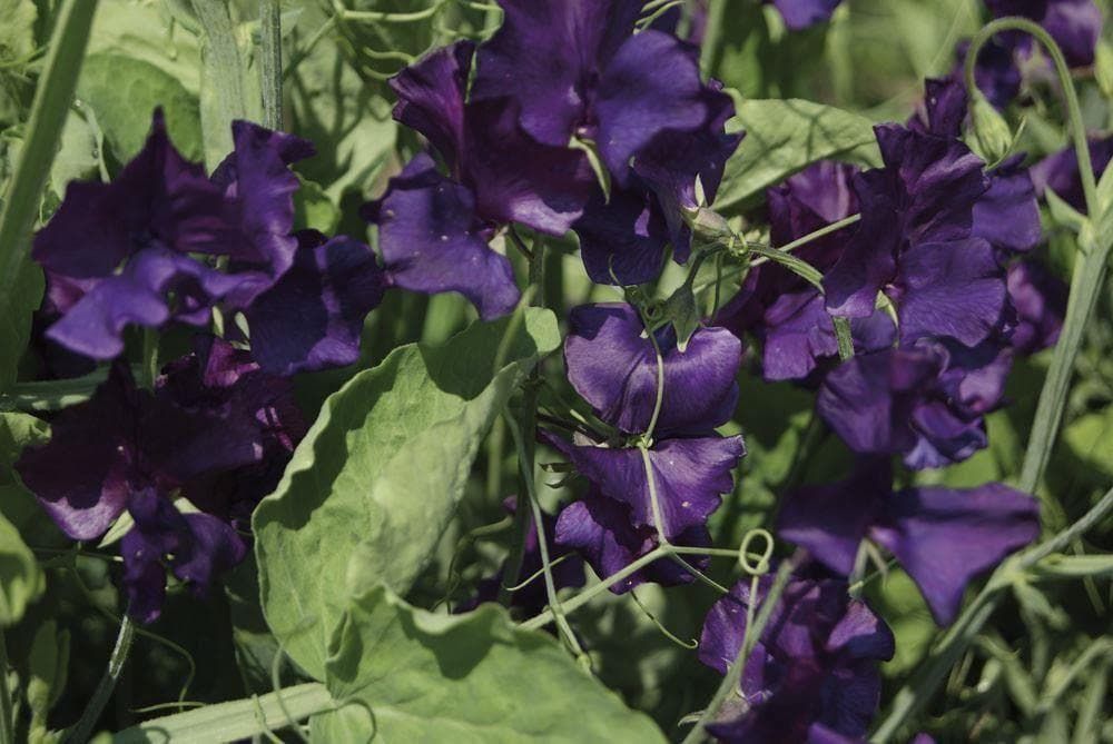 Sweet Pea Spencer Blue Velvet Seeds