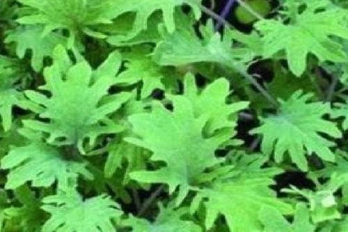 Borecole Curly Kale Red Russian Seeds