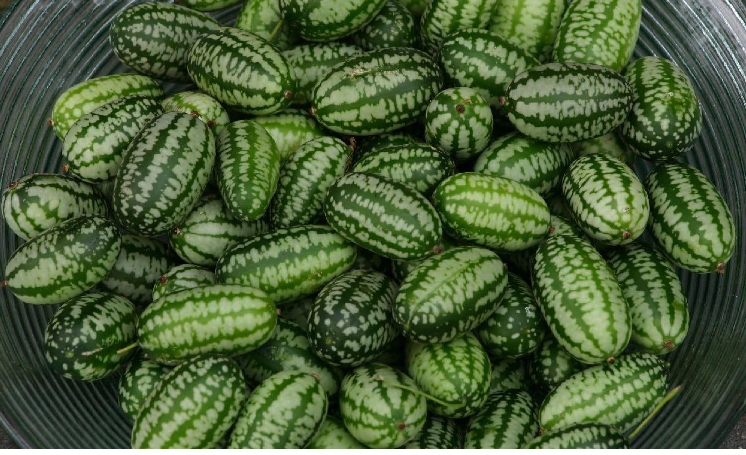 Cucamelon Seeds For Planting (Melothria scobra) - Seed Needs – Seed Needs  LLC