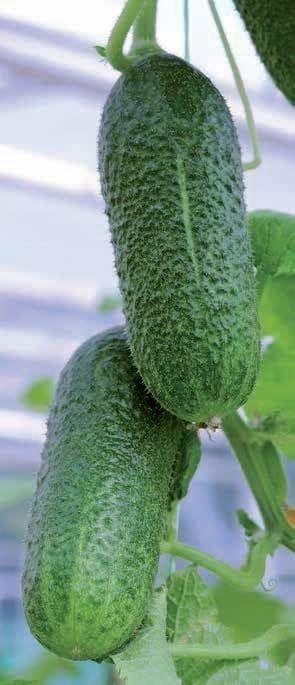 Gherkin Adam F1 Hybrid Seeds