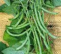 Climbing French Bean Blue Lake Seeds