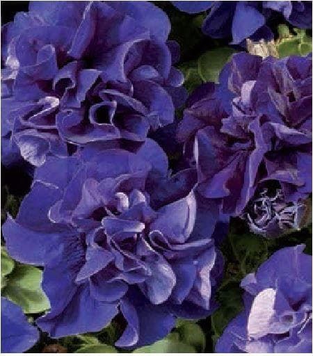 Petunia Double Pirouette Blue Seeds