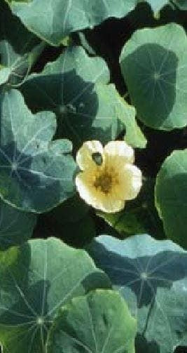 Nasturtium Moonlight Seeds