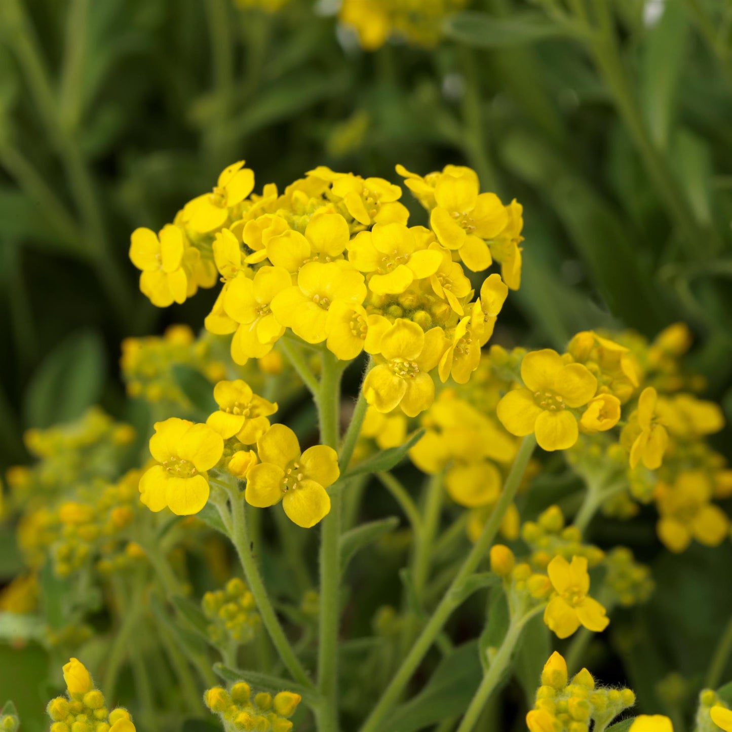 Aurinia saxatilis Gold Rush Seeds