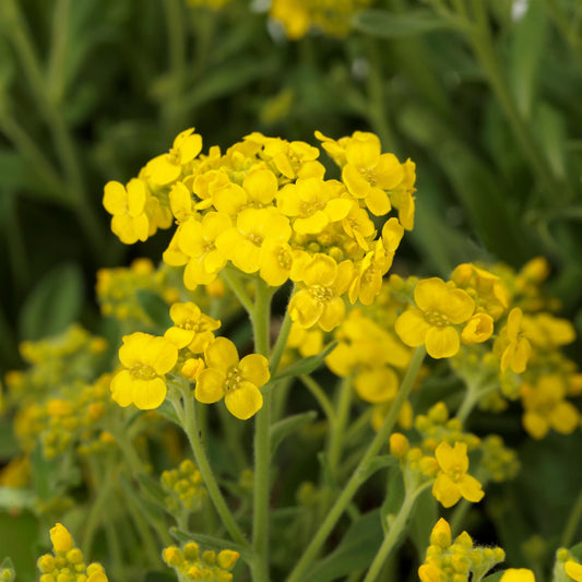 Aurinia saxatilis Gold Rush Seeds