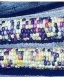 Sweetcorn Ornamental Fiesta Seeds