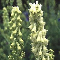 Aconitum vulparia Seeds
