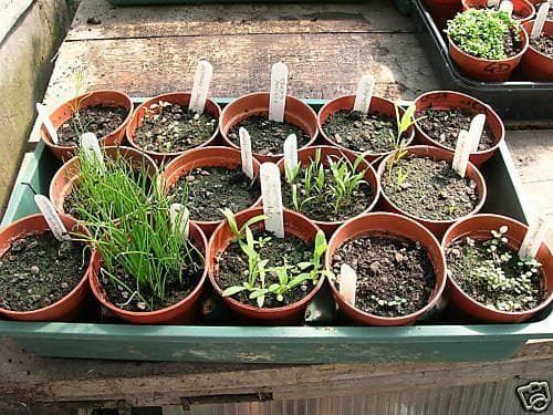 Cress Variegated Land Seeds