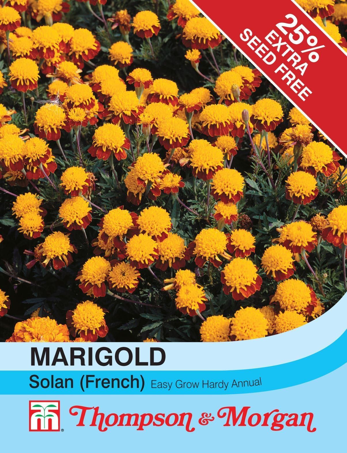 Thompson & Morgan Marigold Solan (French) 100 Seed