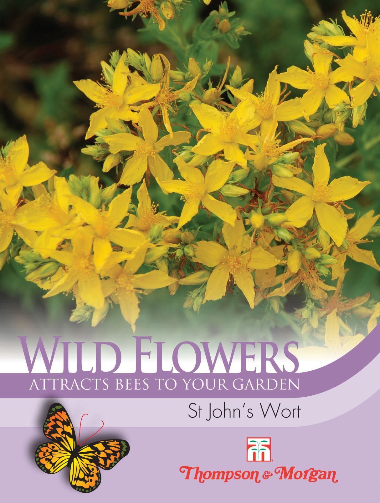 thompson and morgan wildflower seeds Thompson & Morgan Wild Flower St Johns Wort 250 Seed – JustSeed