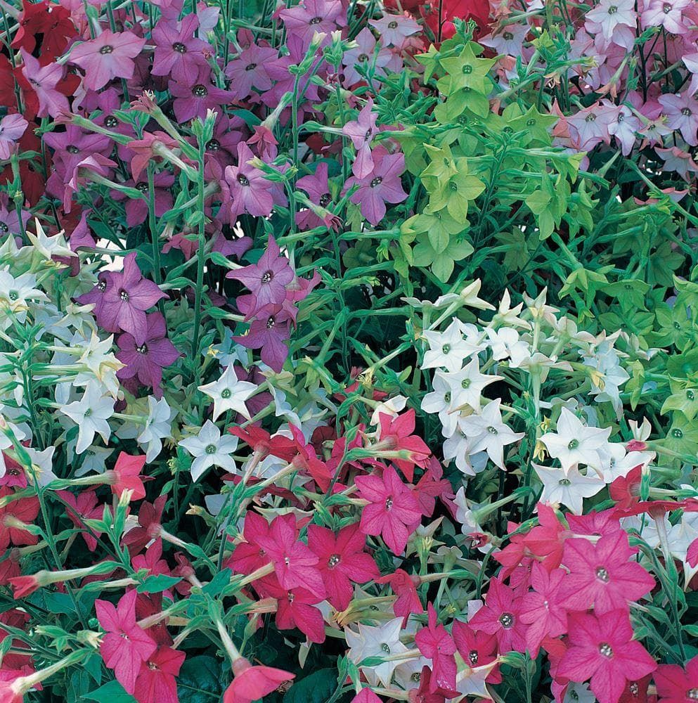 Nicotiana Perfume F1 Hybrid Mix Seeds