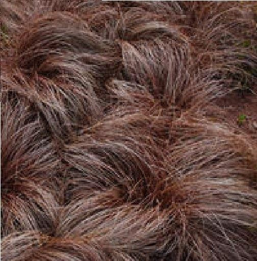 Carex Species Mix Seeds