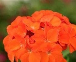Geranium Spirit Orange F2 Hybird Seeds