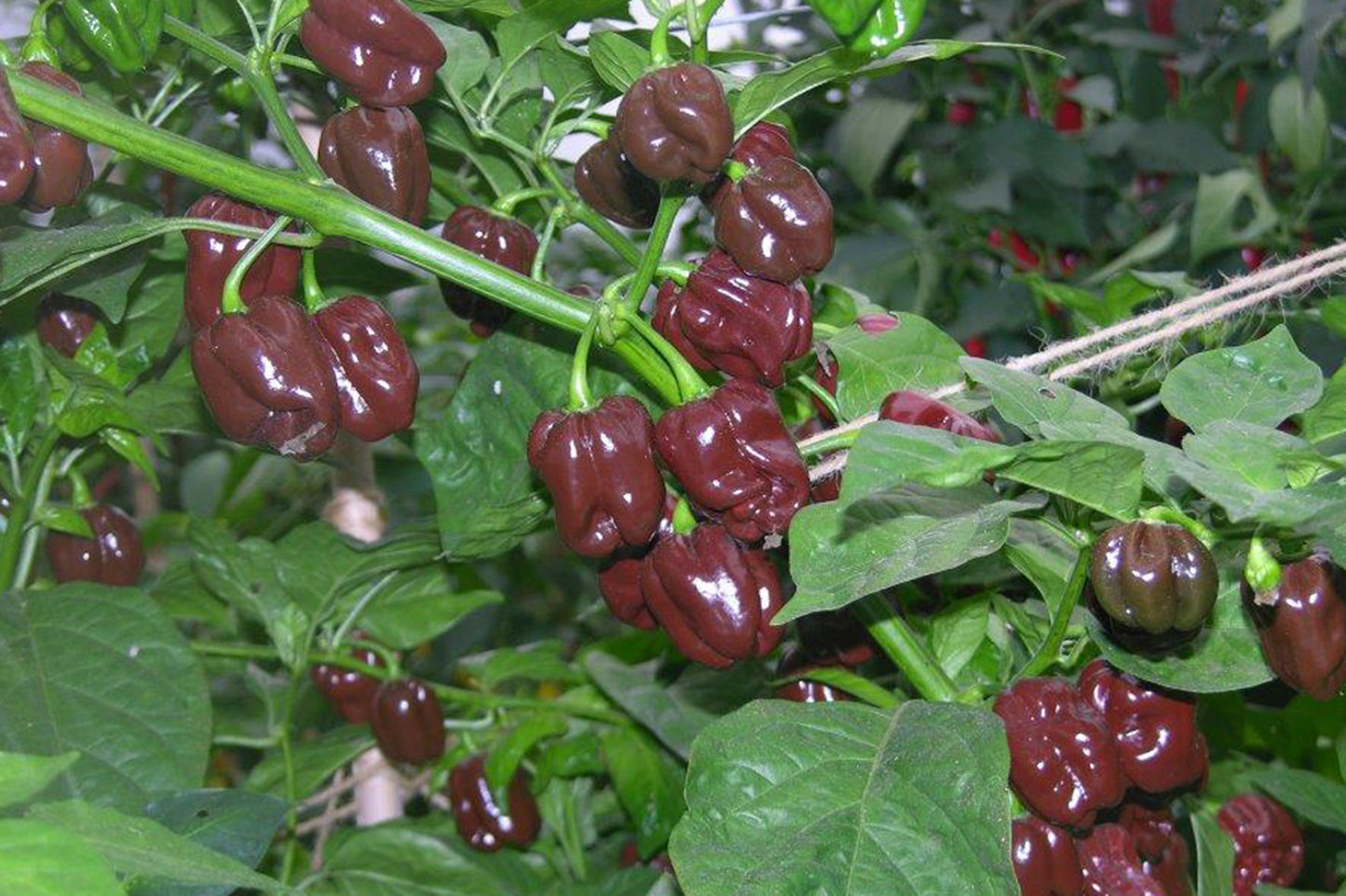 Pepper (Chilli) Habanero Chocolate Seeds