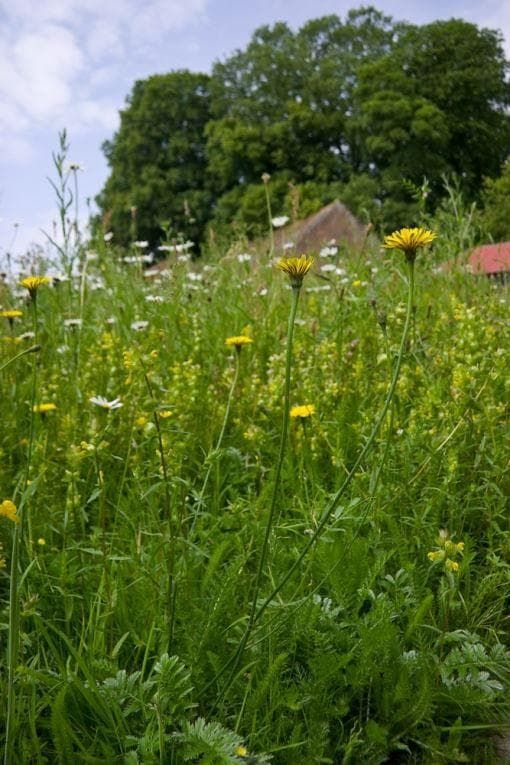 Wild Flower Catsear Hypochaeris radicata Seeds