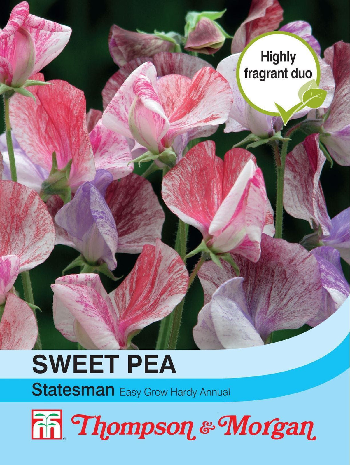 Thompson & Morgan Sweet Pea Statesman Mixed 20 Seed