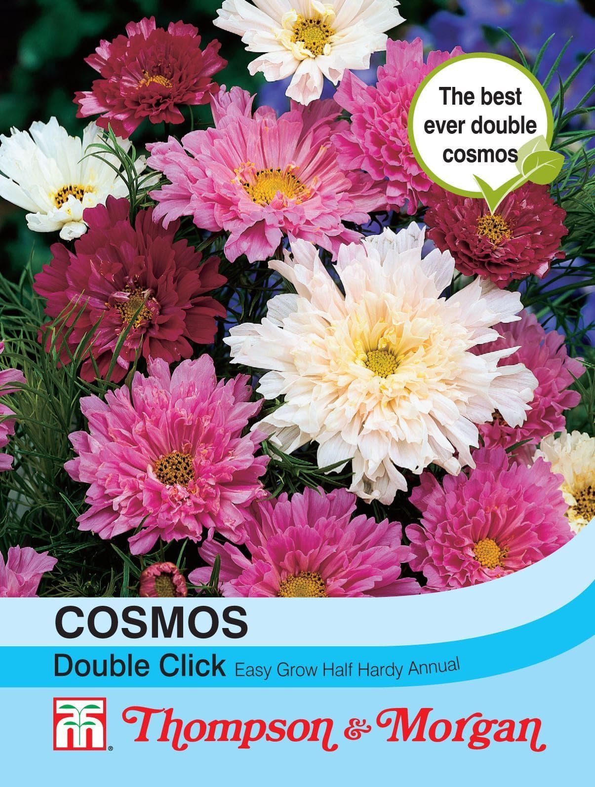 Thompson & Morgan Cosmos Double Click 65 Seed