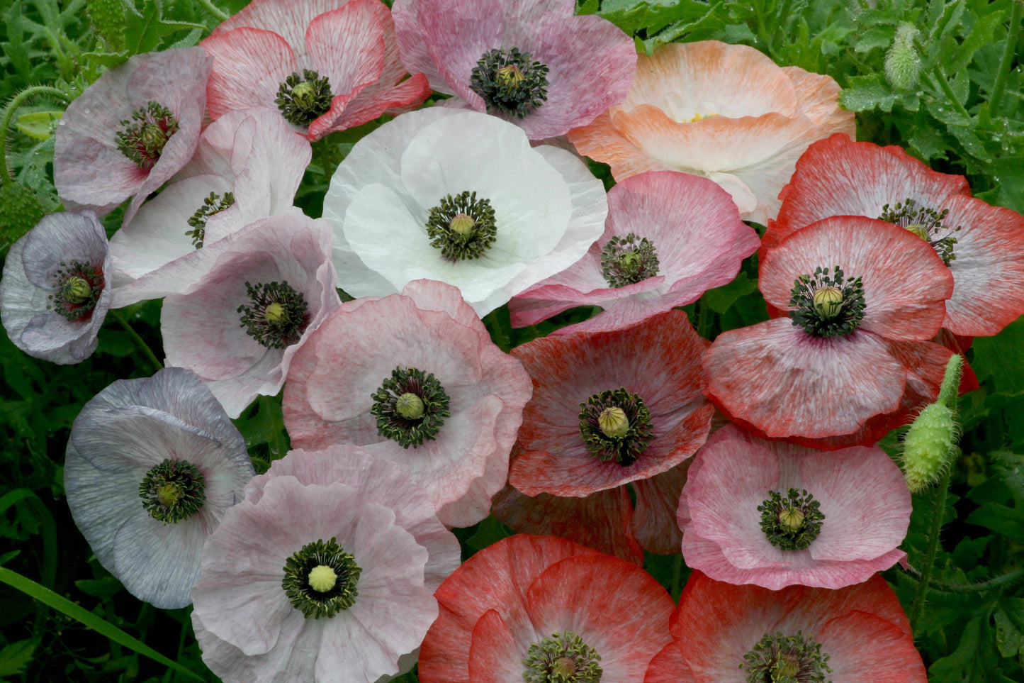 Papaver Rhoeas Mother Of Pearl Seeds