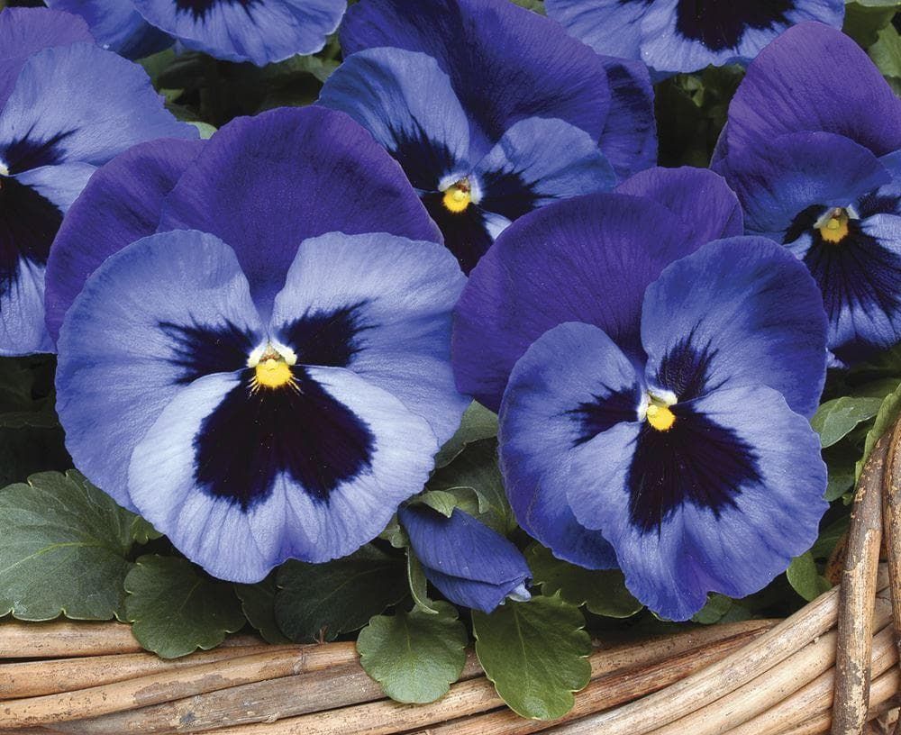 Pansy Mystique Denim F1 Hybrid Seeds