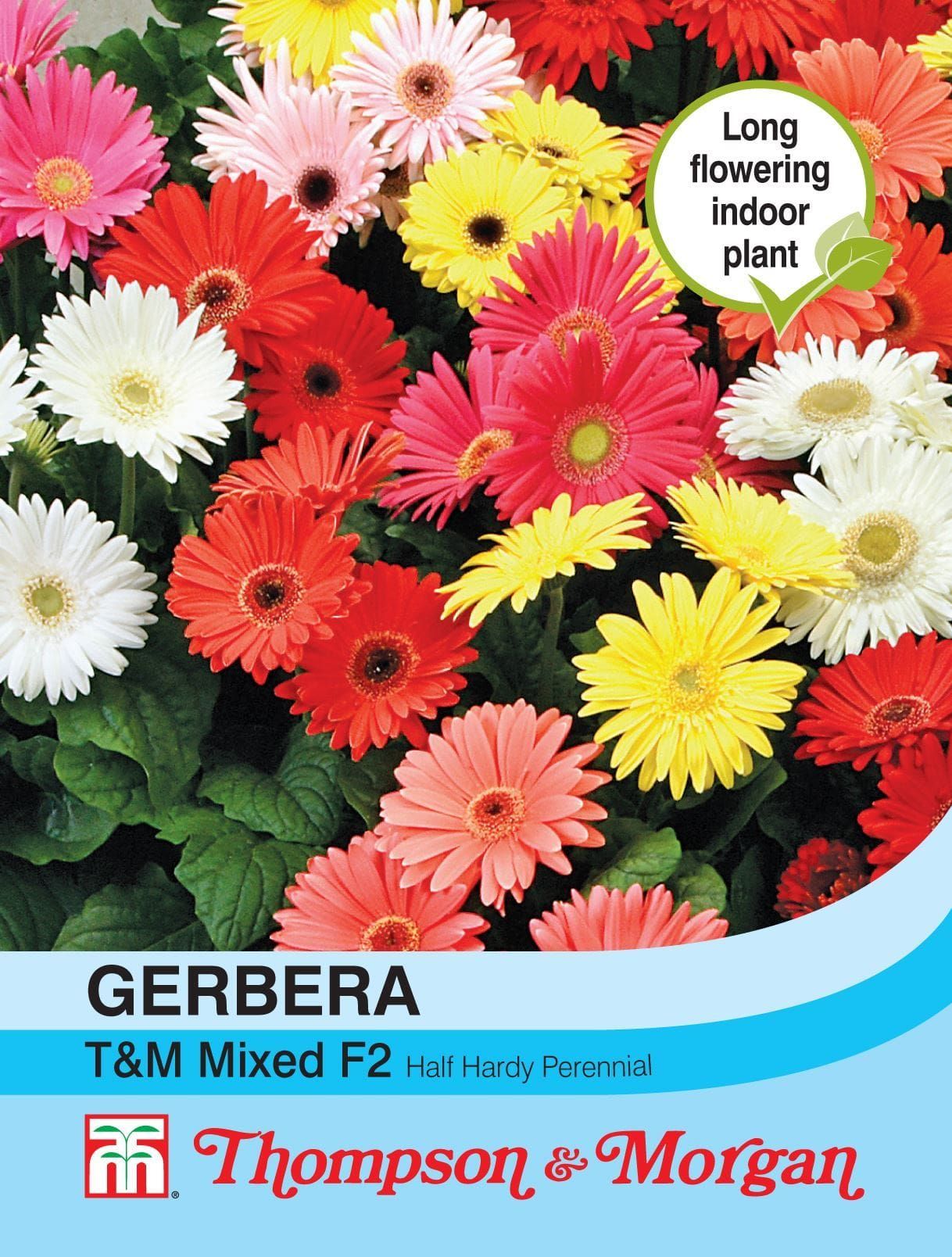 Thompson & Morgan Gerbera T&M Mixed F2 Hybrid 30 Seed